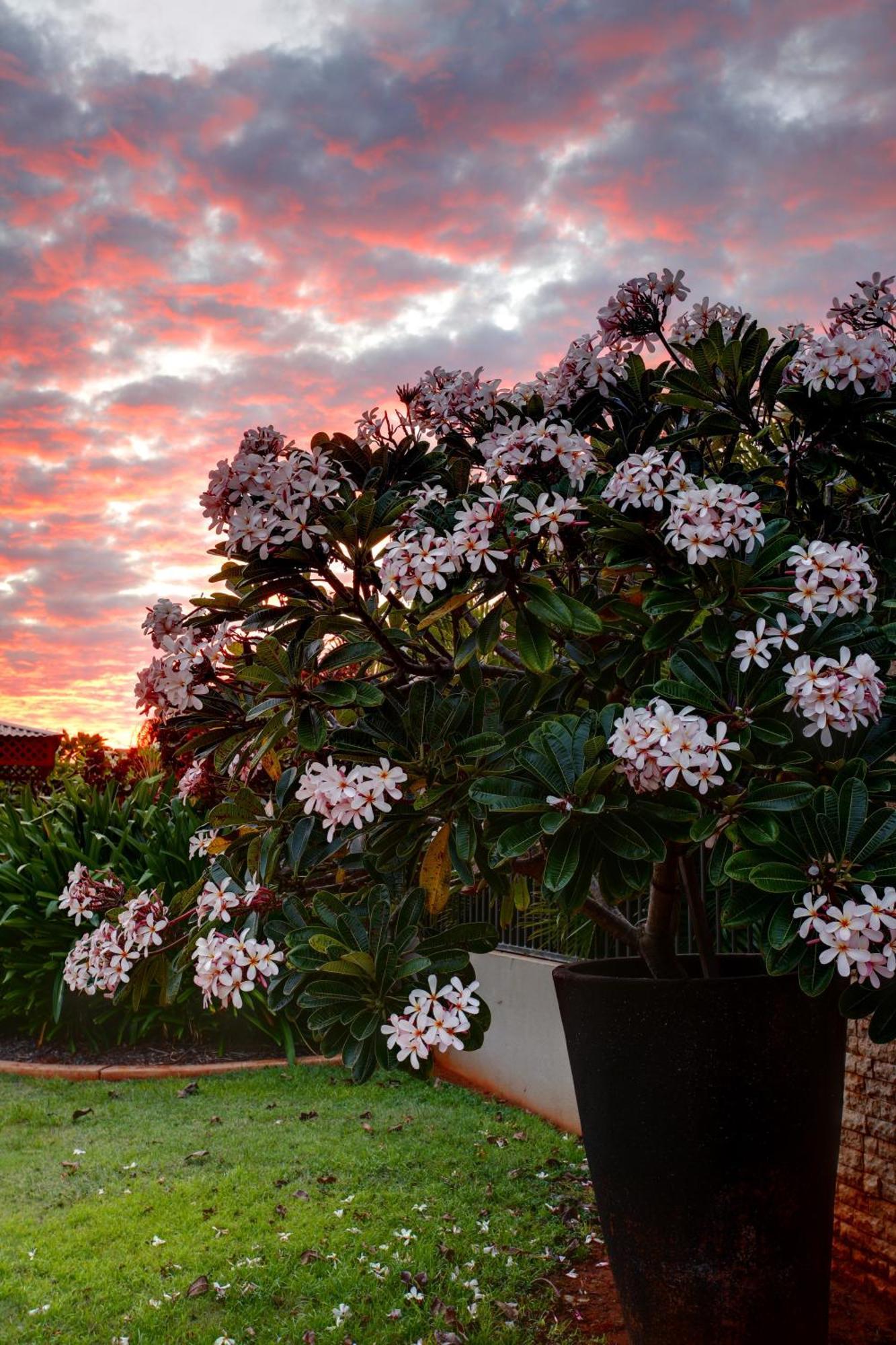 Mantra Frangipani Broome Eksteriør billede